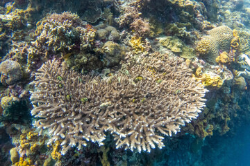 Scenery of Mactan Island near Cebu Island