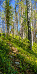 The nature of the taiga. Beautiful summer forest landscape with spruce and birch trees. Vertical format.