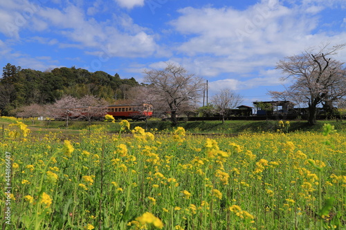 房総半島の小湊鉄道と菜の花畑 Wall Mural Wallpaper Murals Tokoriki