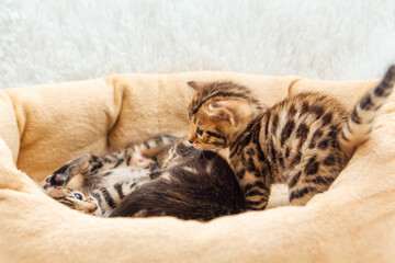 Closee-up little bengal kittens on the cat's pillow