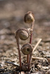 oriental bamboo fern