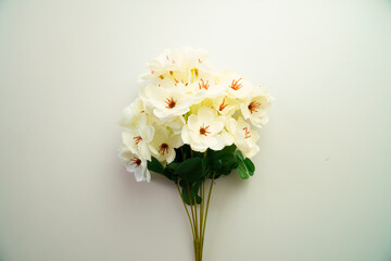 Minimalist Beautiful Flower On White Background using For Background