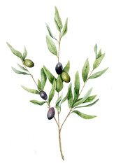 Watercolor drawing of olive branch