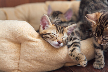 Closee-up little bengal kitten on the cat's pillow © Smile