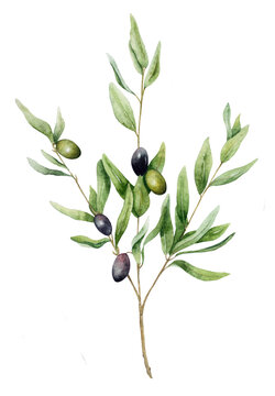 Watercolor drawing of olive branch