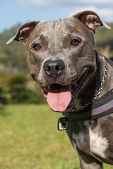 Pit bull dog playing in an open field at sunset. Pitbull blue nose in sunny day with green grass...
