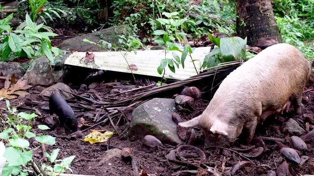 A huge sow pig rooting through the forest, jungle, bush with a little black piglet searching for food