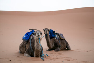 camels in the desert Sahara