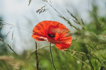 red poppy flower