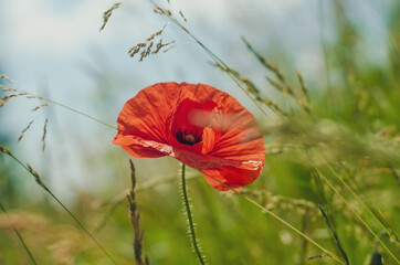 red poppy flower