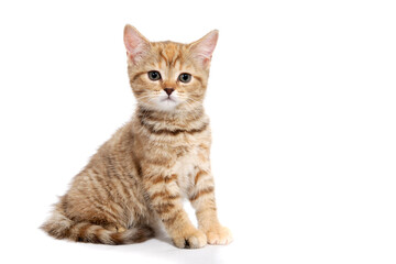 a ginger striped purebred kitten sits on a white background