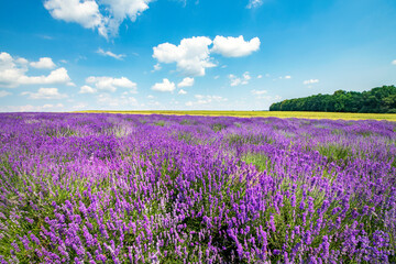 Fototapeta na wymiar Beautiful lavender field against blue cloudy sky