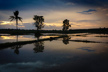 Late evening sunset showing water flooded rice field for start of rice growing