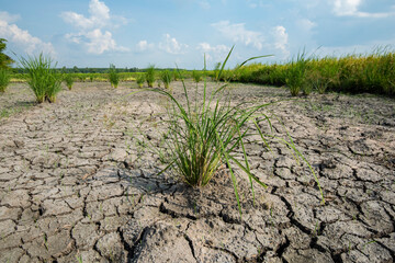 Cracked and dry soil after lack of rain alowing race plants to die due to deforestation and climate...