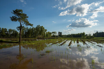Obraz na płótnie Canvas Rice fields filling with water after tropical storm showing higher walkways built to alow farmers to access separated paddy fields when flooded