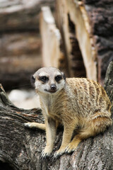 Suricata suricatta   © Lucy