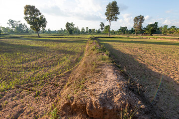 Rice fields filling with water after tropical storm showing higher walkways built to alow farmers...