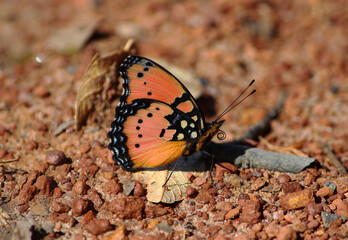 Fototapeta na wymiar Gaudy Commodore Butterfly in Bush of Zambia South African Region Africa