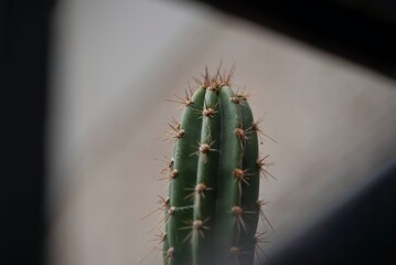 cactus close up