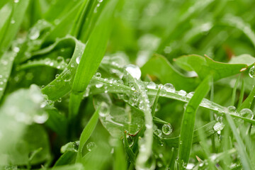Green leaves close up image background, floral texture.