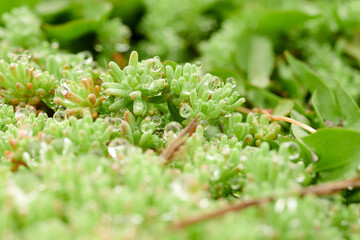 Green leaves close up image background, floral texture.