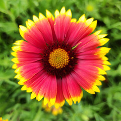 Daisy camomile flower close up image. Nature background.