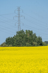 Organic Canola Farm in Alberta Canada with Transmission tower in background