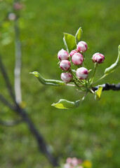 Bunch of pink pear buds on tree branch