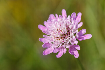 Inflorescence of sweet scabious. Scabiosa atropurpurea.
