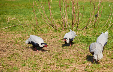 A flock of white-eared pheasants in a meadow. Summer, day