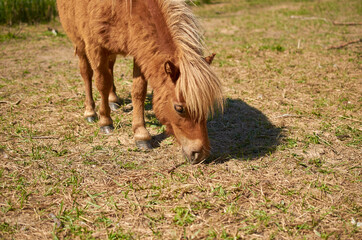 A Shetland pony is grazing in a meadow. Close-up. Summer. 