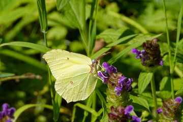 Common brimstone (Gonepteryx rhamni) and common self-heal flowers