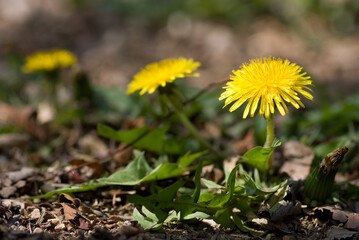 yellow dandelion flower