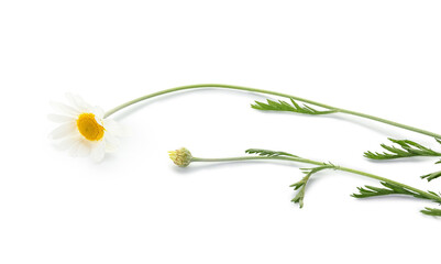 Beautiful chamomile flower on white background, closeup