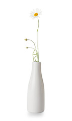 Vase with beautiful chamomile flower on white background