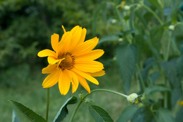 Oxe eye Heliopsis scabra grows in summer garden. Bright yellow flower on blured green background