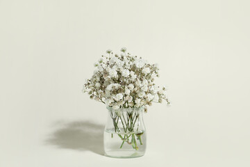 Vase with beautiful gypsophila flowers on color background