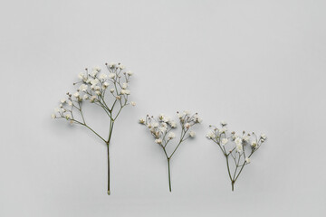 Obraz premium Beautiful gypsophila flowers on light background