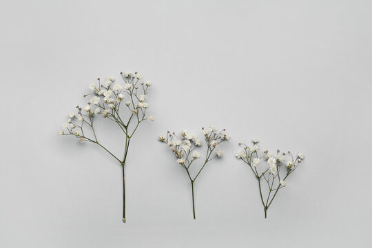 Beautiful gypsophila flowers on light background