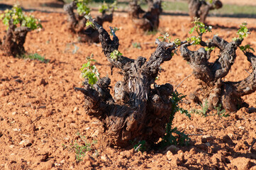 Cepas de vid con brotes de hojas nuevas en el viñedo mediterraneo