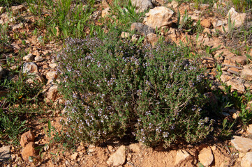 Hiervas aromáticas silvestres