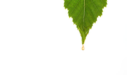 Oil drop dripping from leaf isolated on white background. Herbal alternative medicine or natural skin care cosmetics concept.