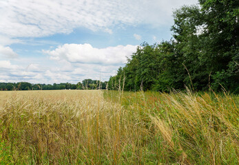 Obraz premium Getreidefeld am Waldrand