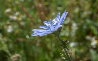 Fotobehang the blue stames of a chicory flower © Carmen Hauser