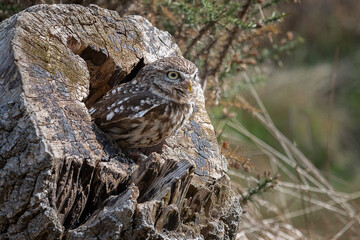 A portrait of a little owl as it is perched in a hole in an old wooden log
