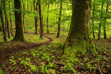 Winding path through a beech forest in spring, section of the 