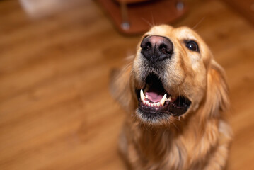 Golden retriever dog mouth open sitting on the floor at home.golden labrador portrait.Closeup.Side...