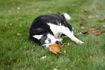 husky in the grass