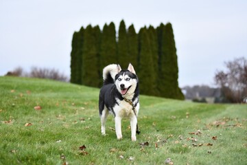 husky dog in the grass