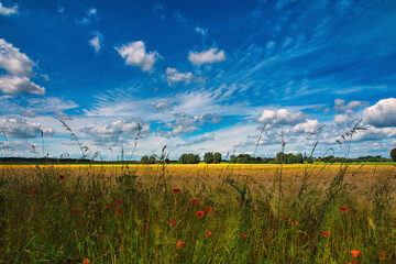 Kornfeld im Rheinland
